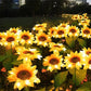 🌻50% OFF NOW! Solar Sunflower Garden Stake Lights – Realistic IP65 Weather‑Resistant Solar Powered Flower Lamp, Decorative Outdoor Landscape Lighting for Yard, Pathway, Patio & Garden Decoration