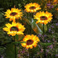🌻50% OFF NOW! Solar Sunflower Garden Stake Lights – Realistic IP65 Weather‑Resistant Solar Powered Flower Lamp, Decorative Outdoor Landscape Lighting for Yard, Pathway, Patio & Garden Decoration