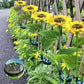 🌻50% OFF NOW! Solar Sunflower Garden Stake Lights – Realistic IP65 Weather‑Resistant Solar Powered Flower Lamp, Decorative Outdoor Landscape Lighting for Yard, Pathway, Patio & Garden Decoration